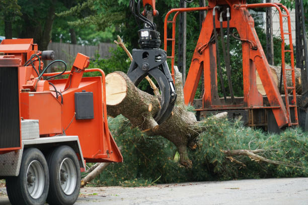 Reliable Rifle, CO Tree Services Solutions